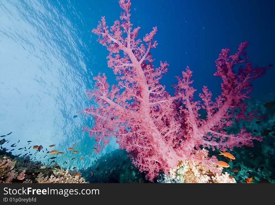 Ocean, fish and coral taken in the red sea.