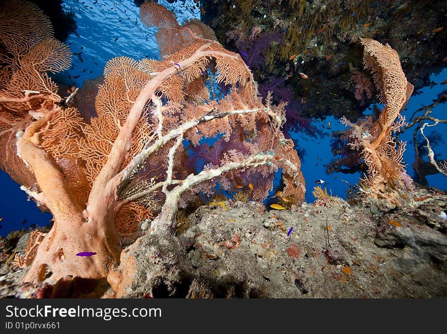 Ocean, fish and coral taken in the red sea.