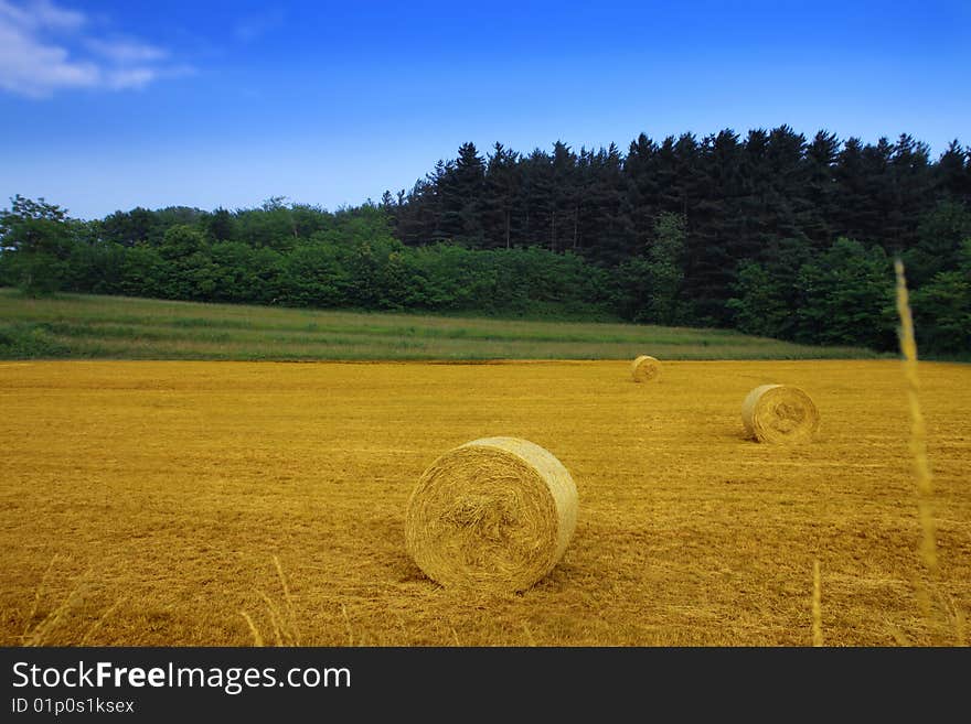 Countryside view of cultiveted field