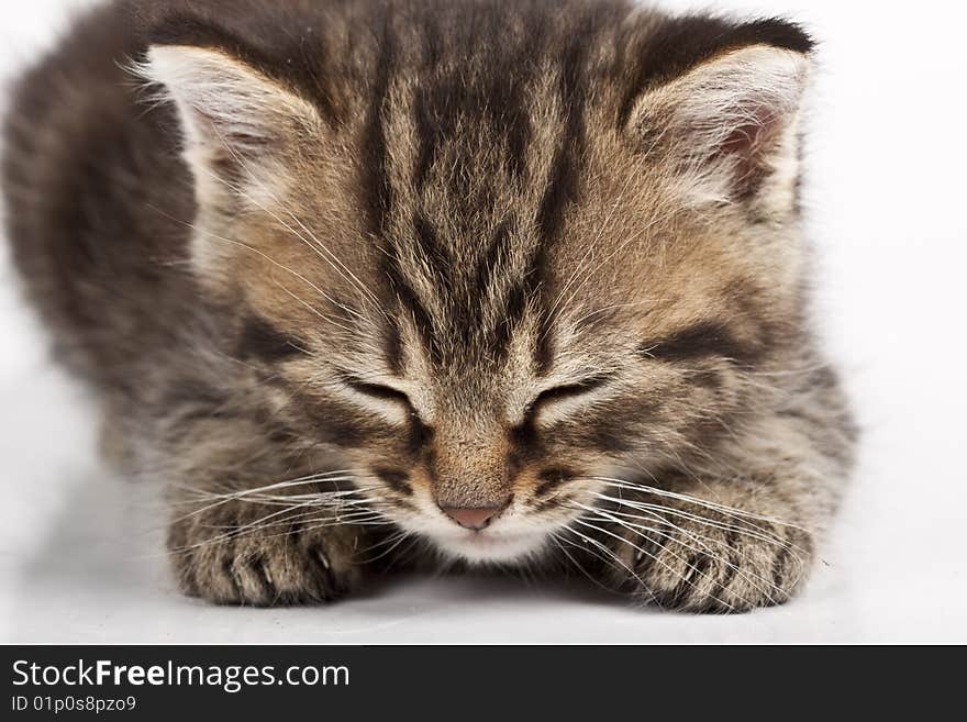 Cute striped kitten on white background