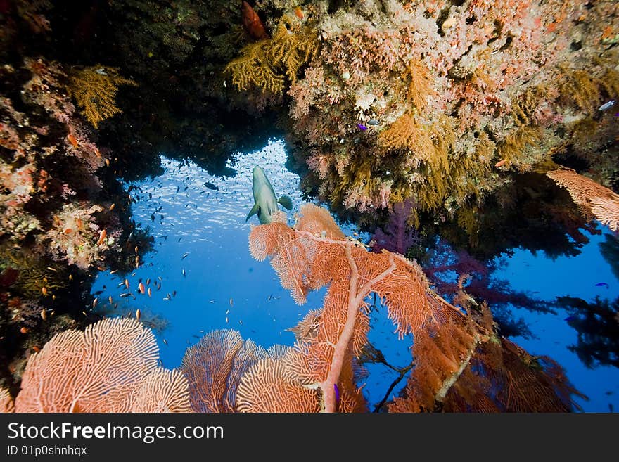 Ocean, fish and coral taken in the red sea.