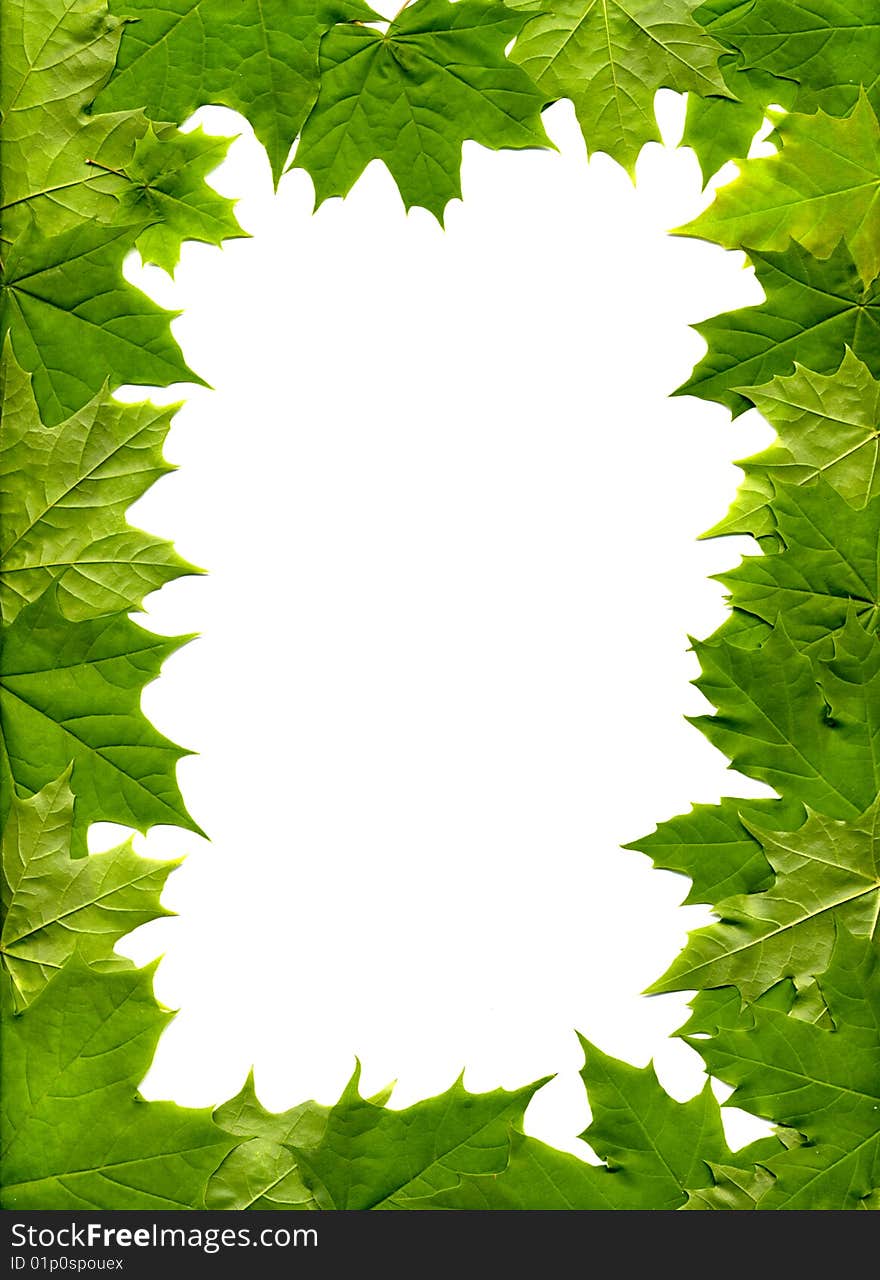 The frame of the maple leaf. The frame of the maple leaf