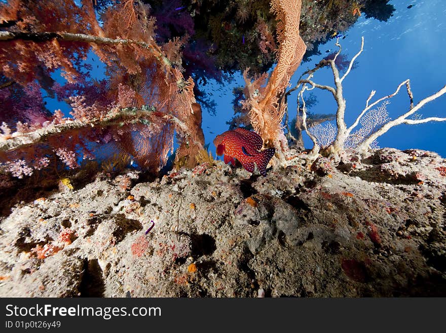 Ocean, fish and coral taken in the red sea.