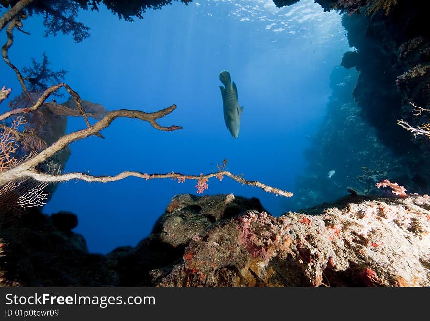 Ocean, fish and coral taken in the red sea.