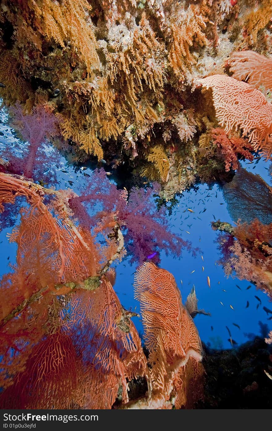 Ocean, fish and coral taken in the red sea.