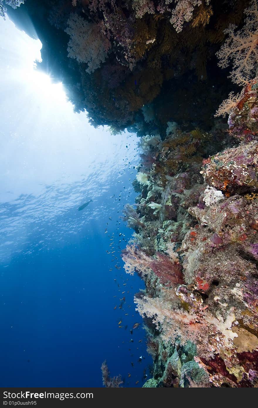 Ocean, fish and coral taken in the red sea.