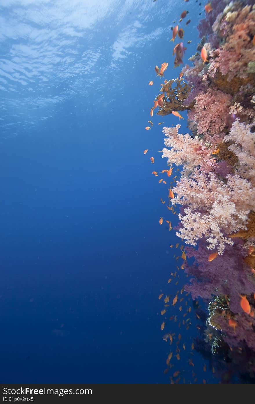 Ocean, fish and coral taken in the red sea.