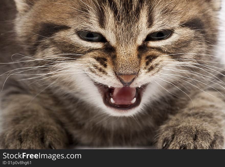 Cute striped kitten on white background