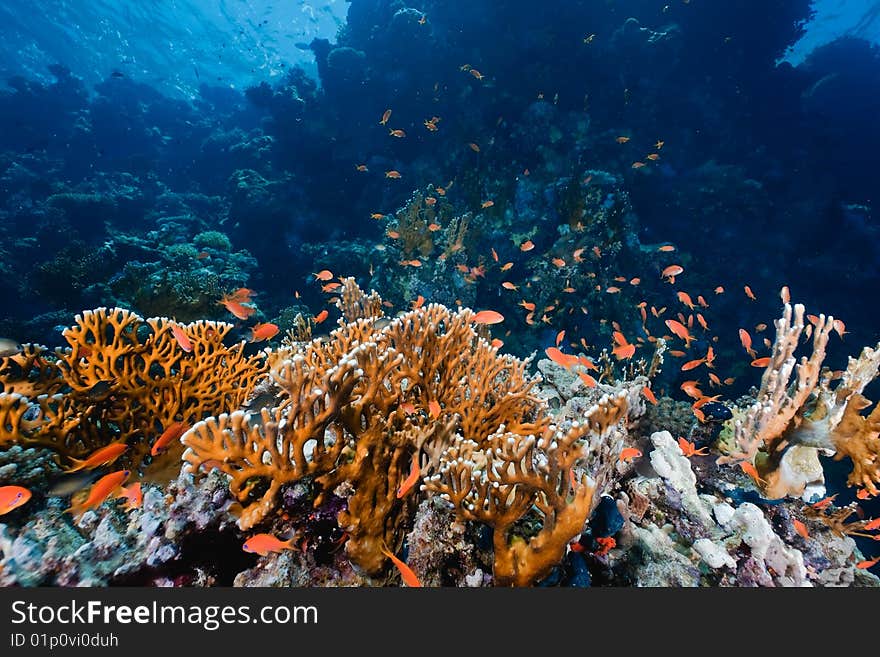 Ocean, fish and coral taken in the red sea.