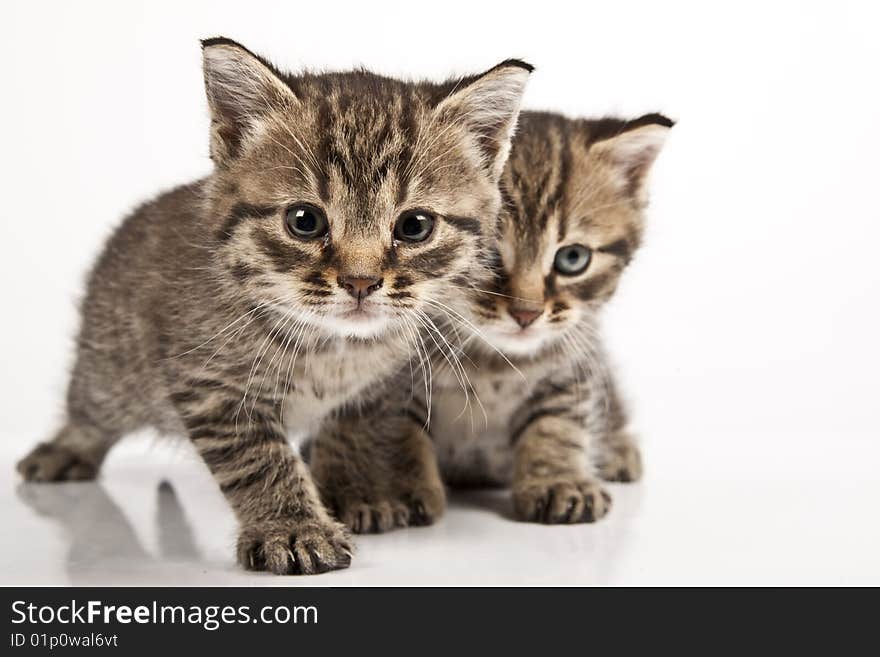 Cute striped kitten on white background