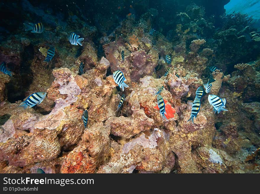 Ocean, fish and coral taken in the red sea.