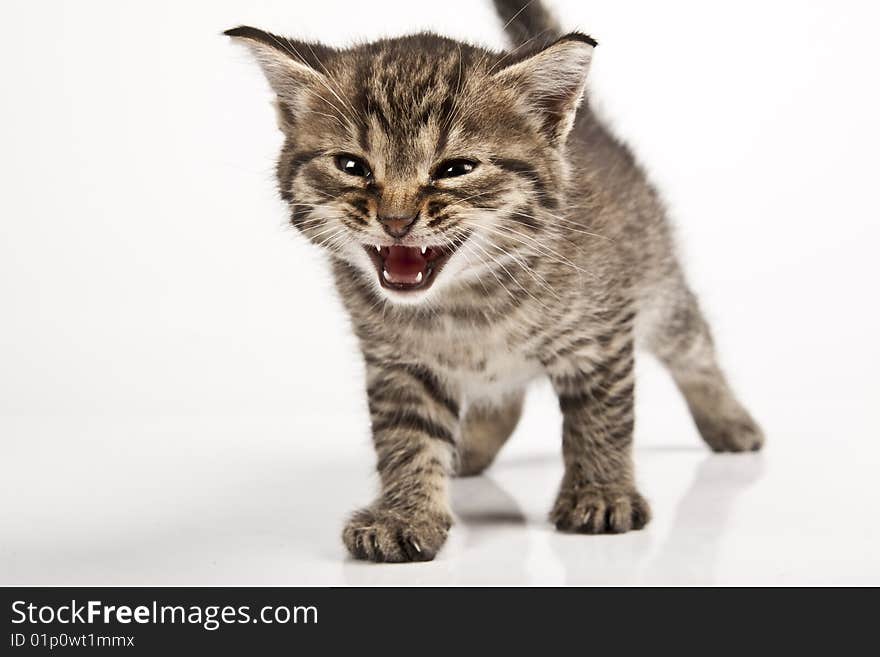 Cute striped kitten on white background