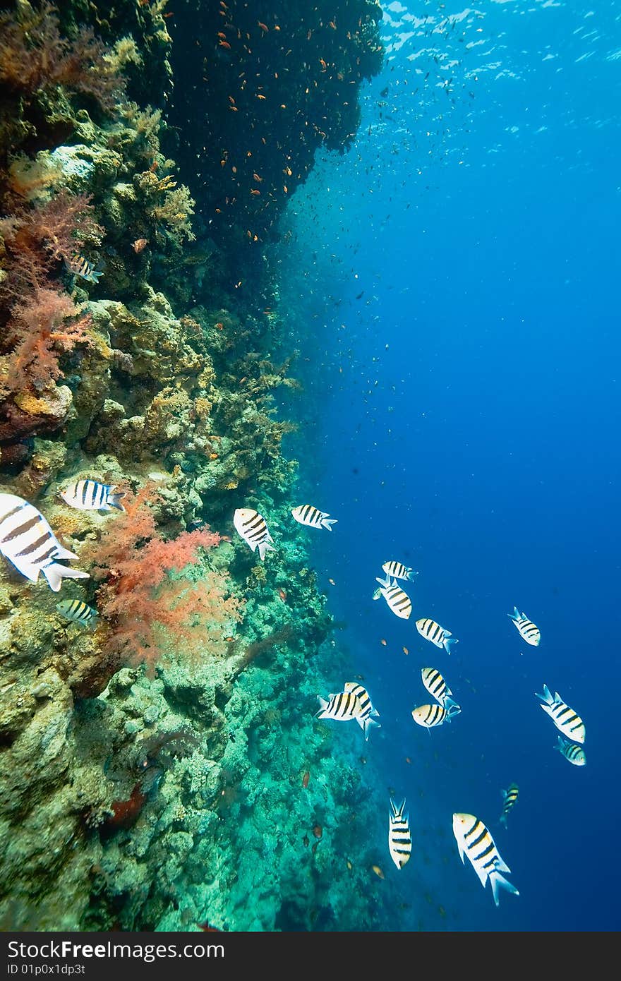 Ocean, fish and coral taken in the red sea.