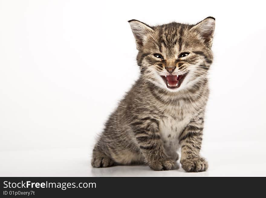 Cute striped kitten on white background