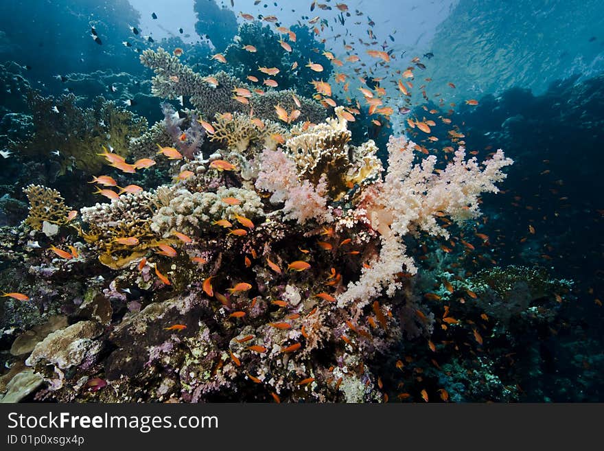 Ocean, fish and coral taken in the red sea.