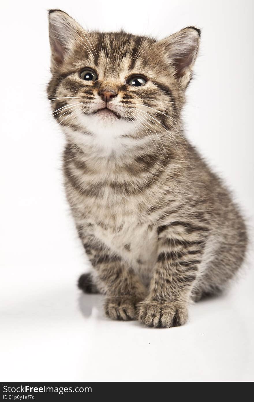 Cute striped kitten on white background