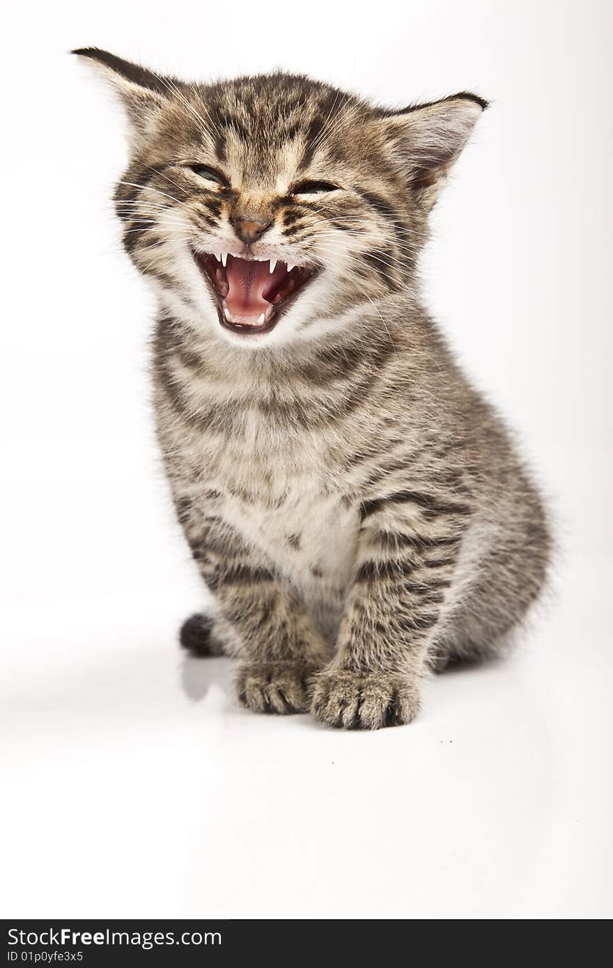 Cute striped kitten on white background