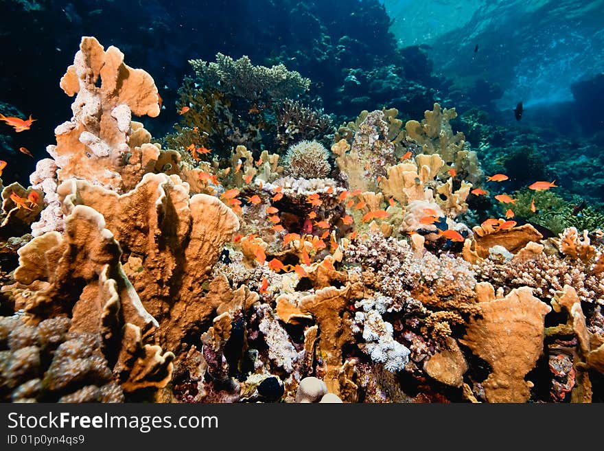 Ocean, fish and coral taken in the red sea.