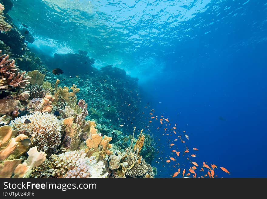 Ocean, fish and coral taken in the red sea.