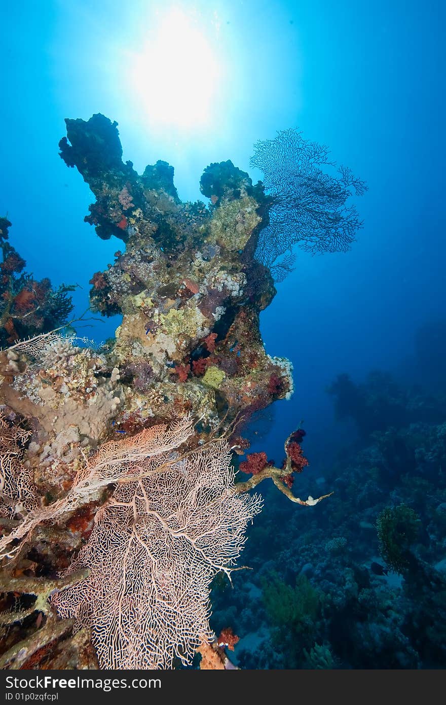 Ocean, fish and coral taken in the red sea.