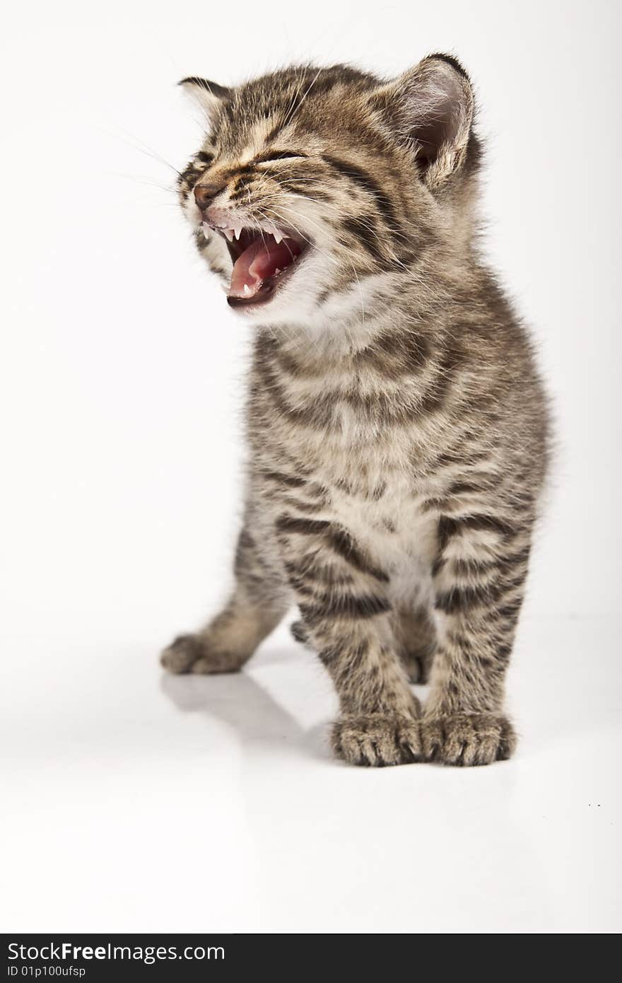 Cute striped kitten on white background