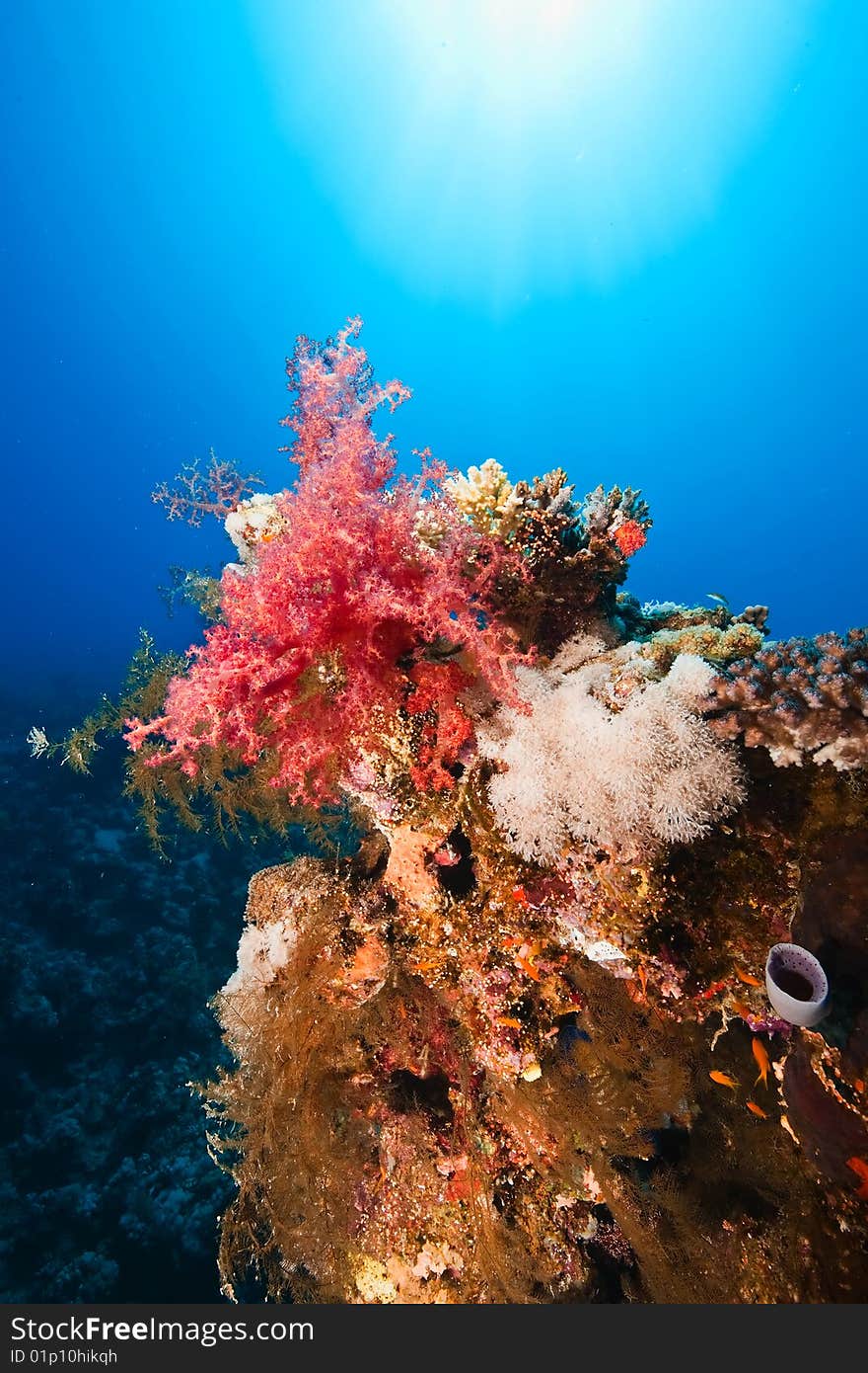 Ocean, fish and coral taken in the red sea.