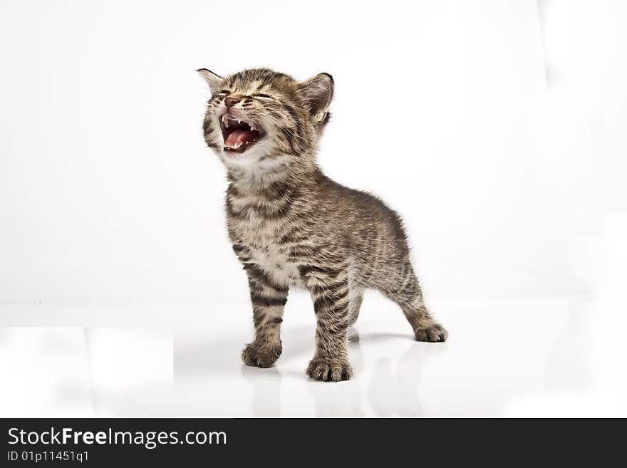 Cute striped kitten on white background