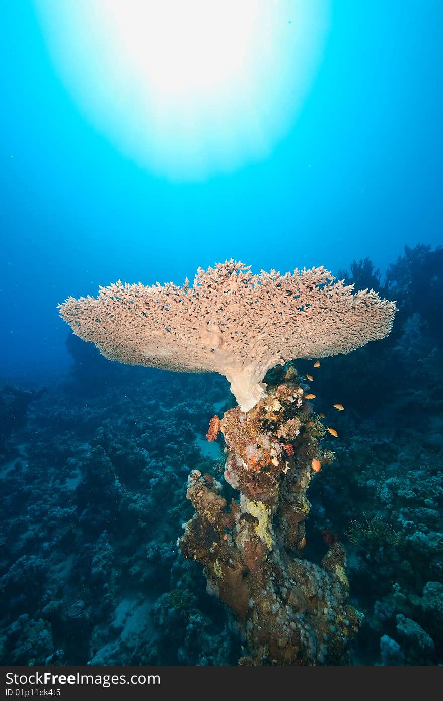 Ocean, fish and coral taken in the red sea.