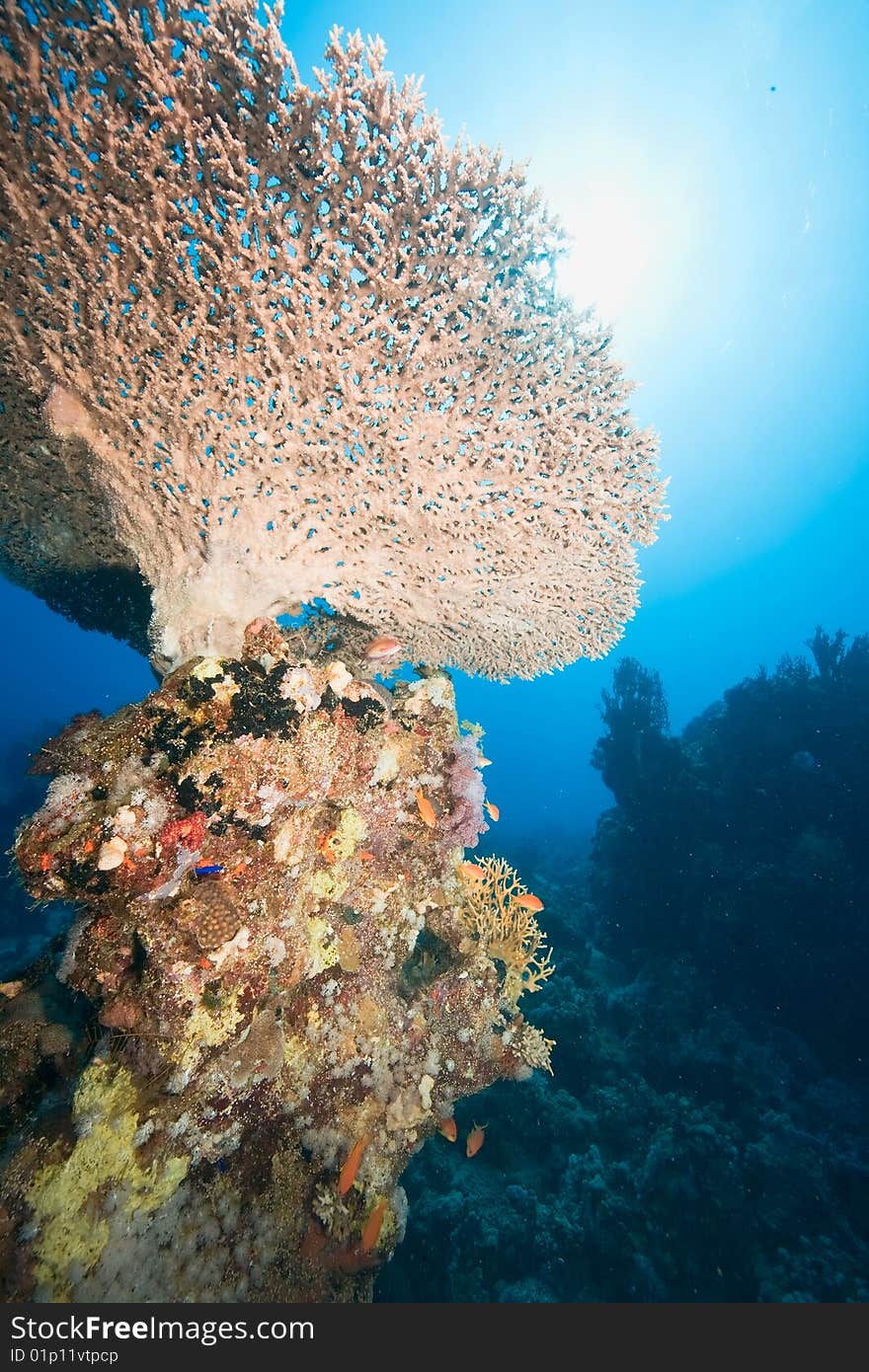 Ocean, fish and coral taken in the red sea.