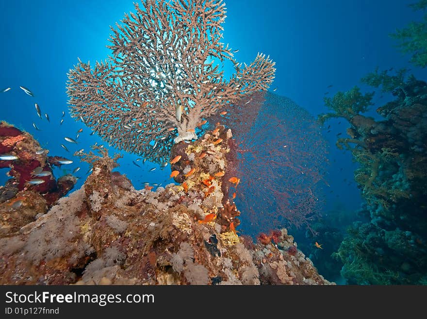 Ocean, fish and coral taken in the red sea.