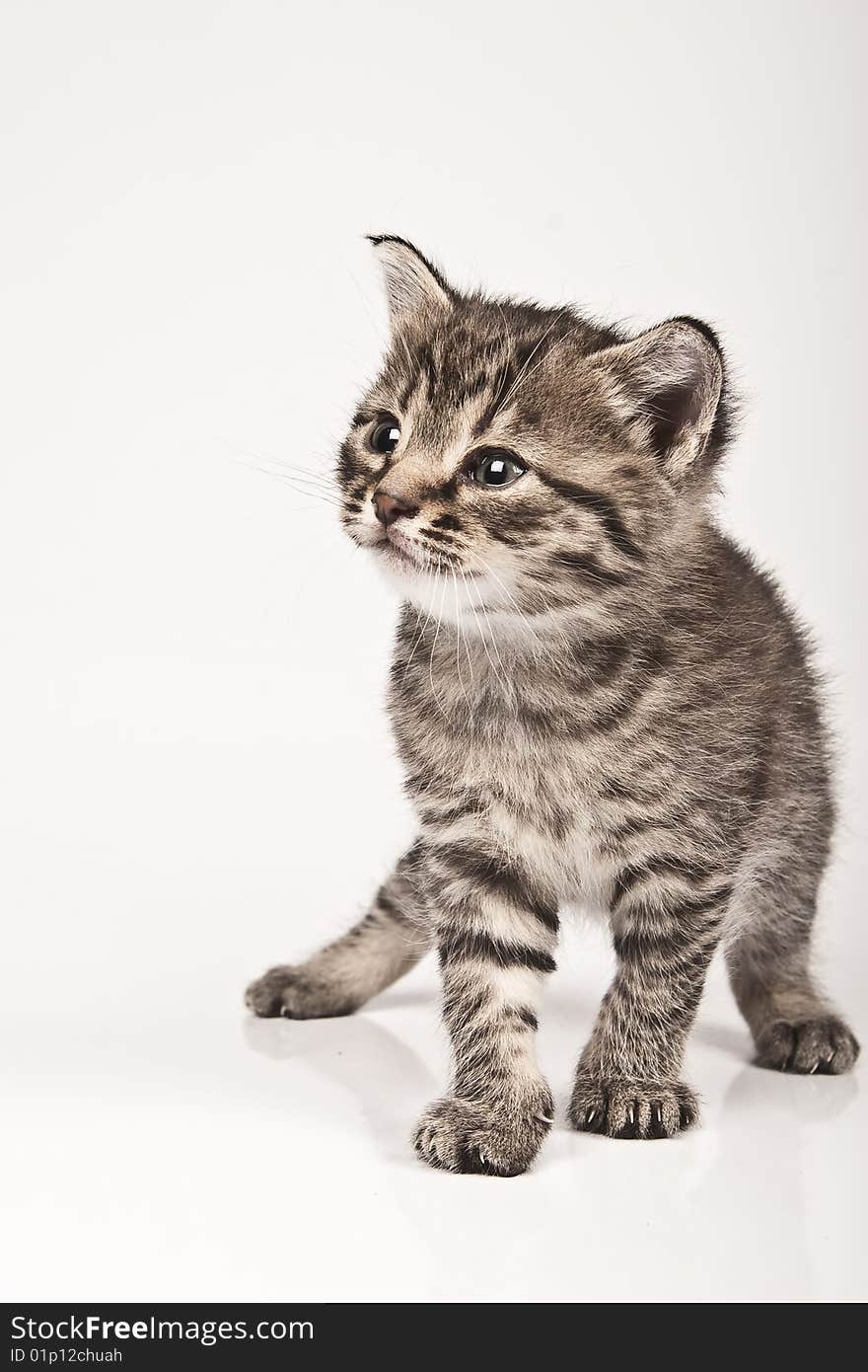 Cute striped kitten on white background