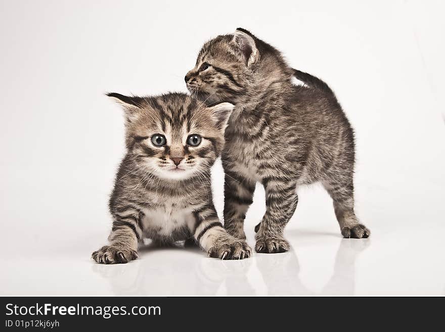 Cute striped kitten on white background