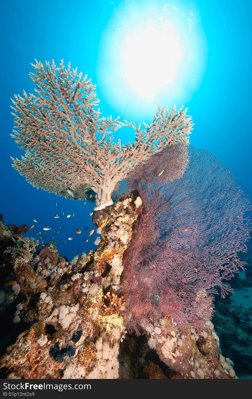 Ocean, fish and coral taken in the red sea.