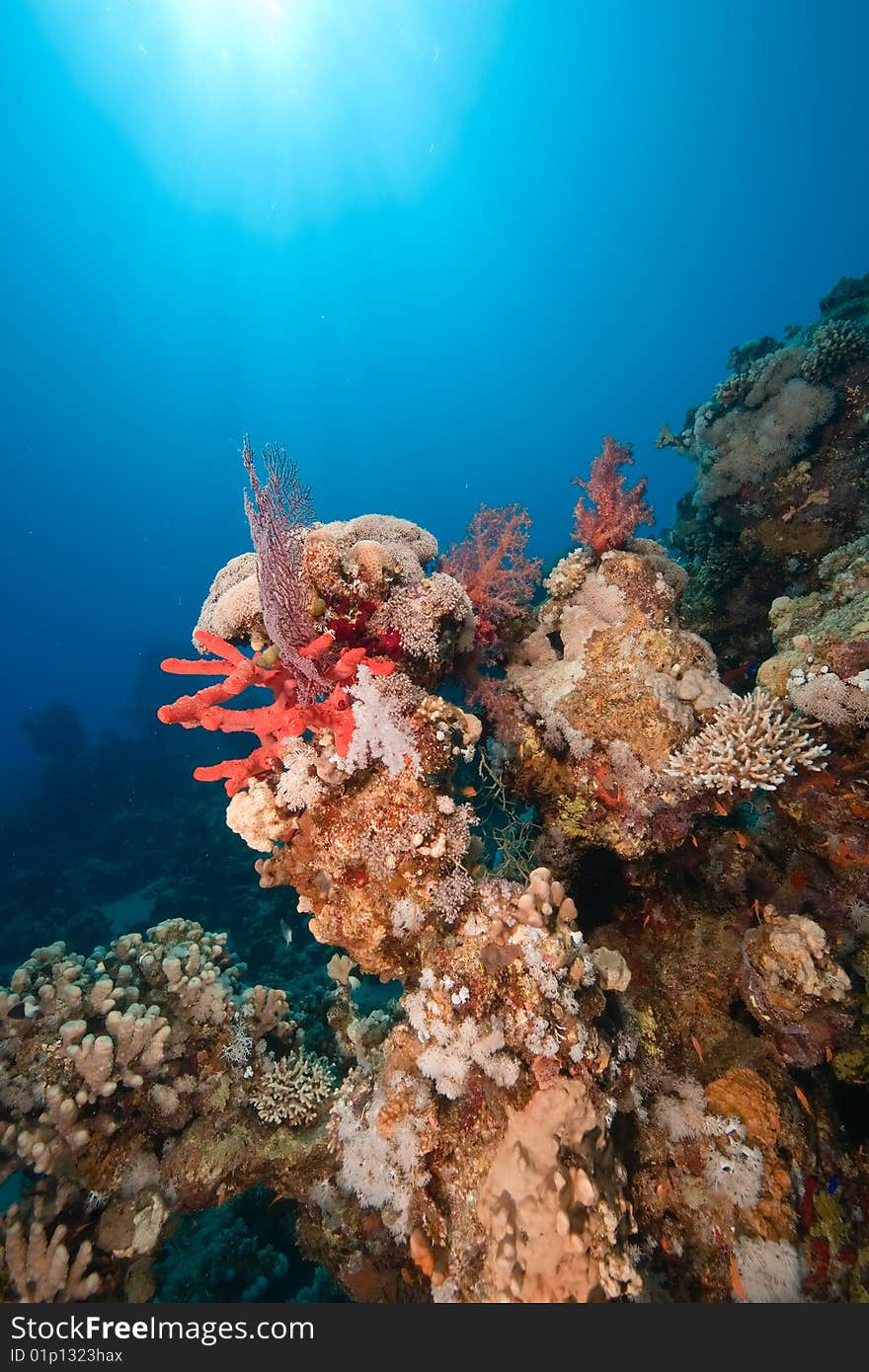 Ocean, fish and coral taken in the red sea.