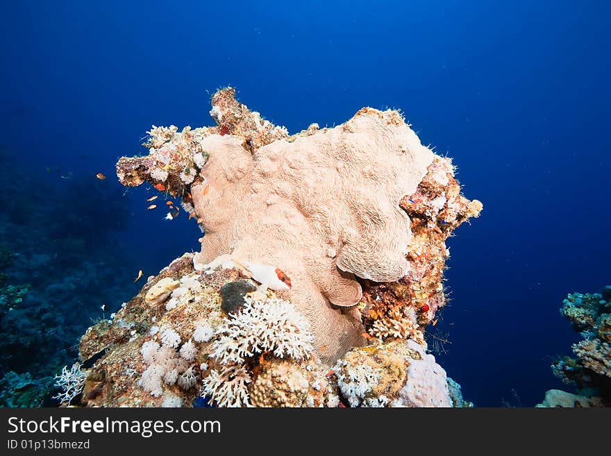 Ocean, fish and coral taken in the red sea.