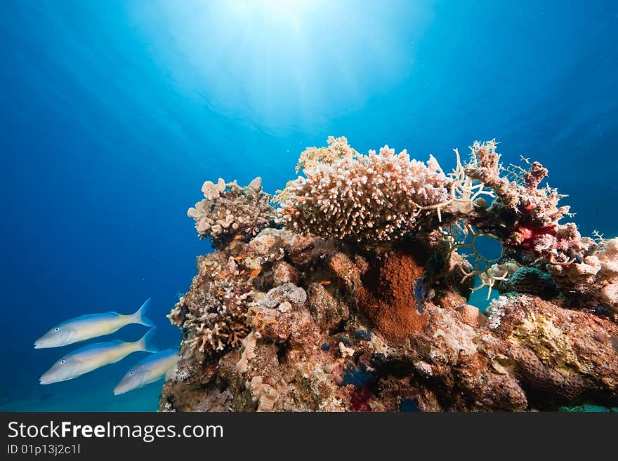 Ocean, fish and coral taken in the red sea.