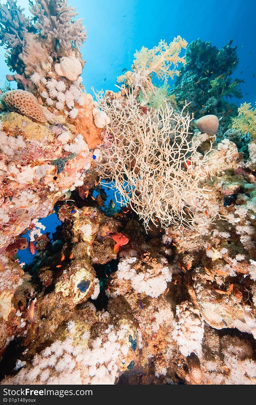 Ocean, fish and coral taken in the red sea.