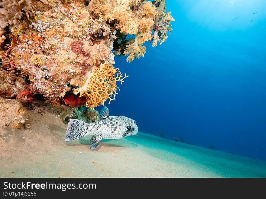 Ocean, fish and coral taken in the red sea.