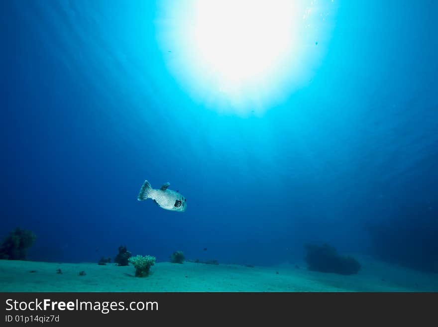 Ocean, fish and coral taken in the red sea.