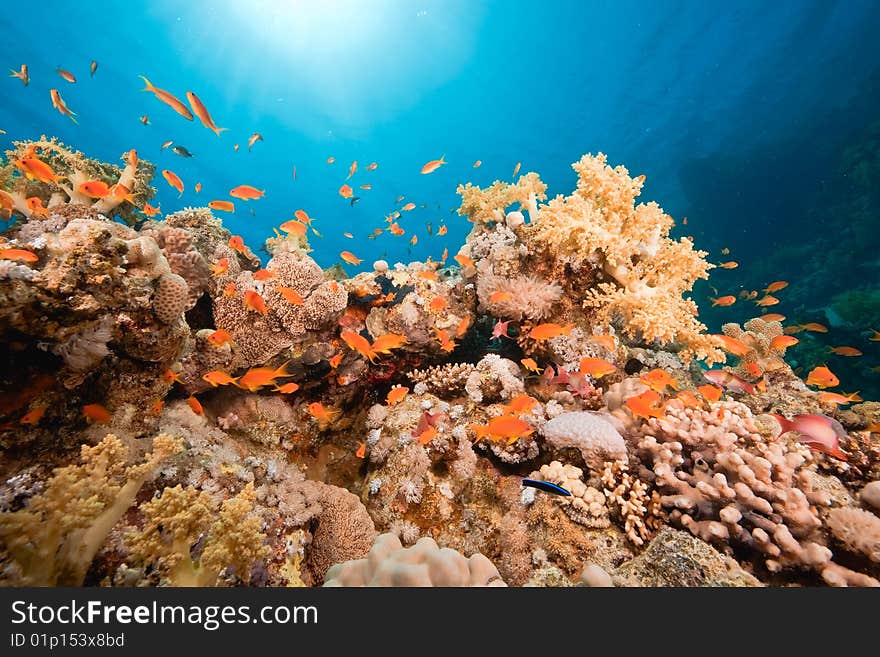 Ocean, fish and coral taken in the red sea.