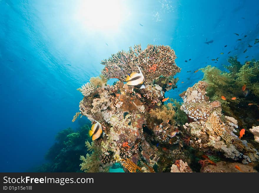 Ocean, fish and coral taken in the red sea.