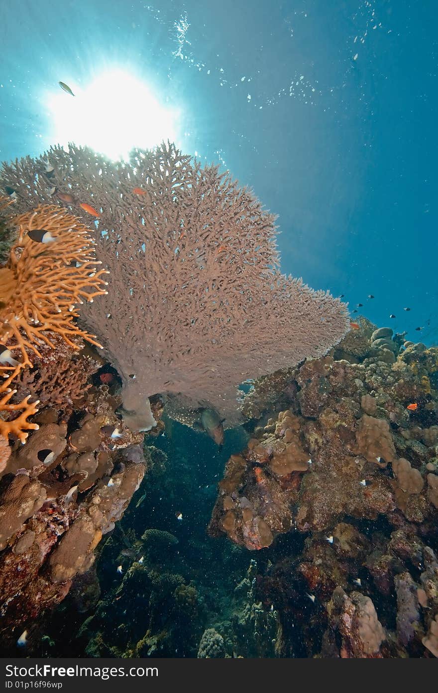 Ocean, fish and coral taken in the red sea.