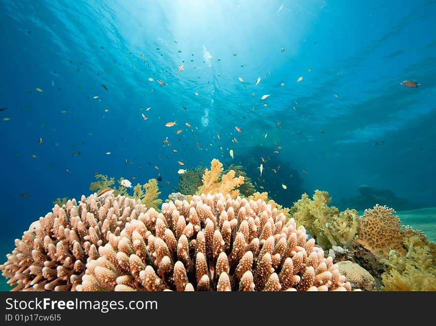 Ocean, fish and coral taken in the red sea.