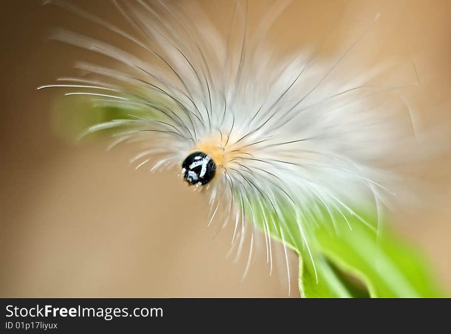 A hairy caterpillar rest on leaf close up