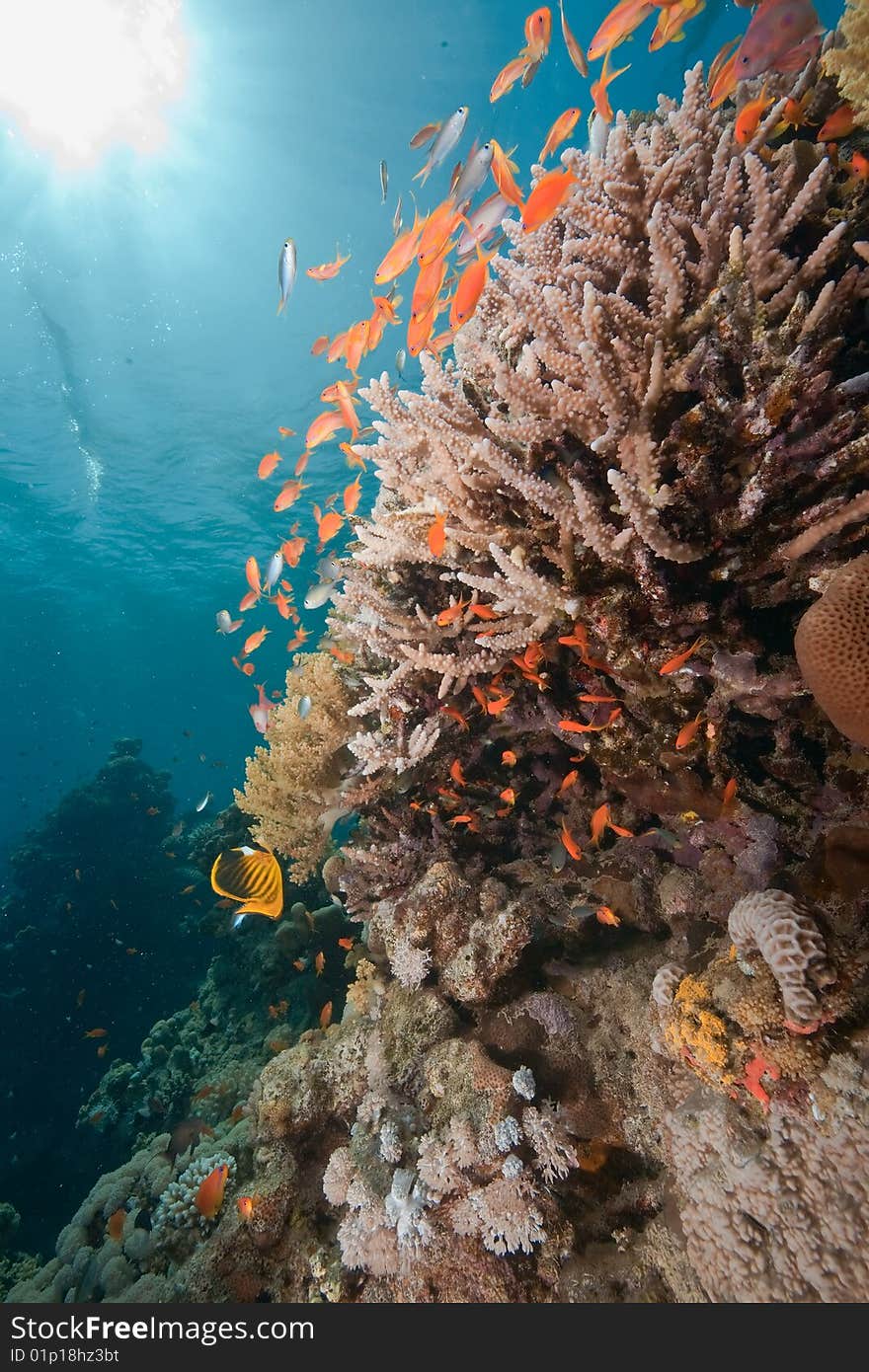 Ocean, fish and coral taken in the red sea.