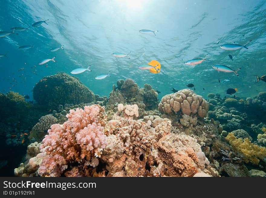 Ocean, fish and coral taken in the red sea.