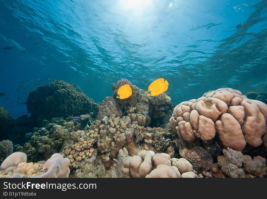 Ocean, fish and coral taken in the red sea.