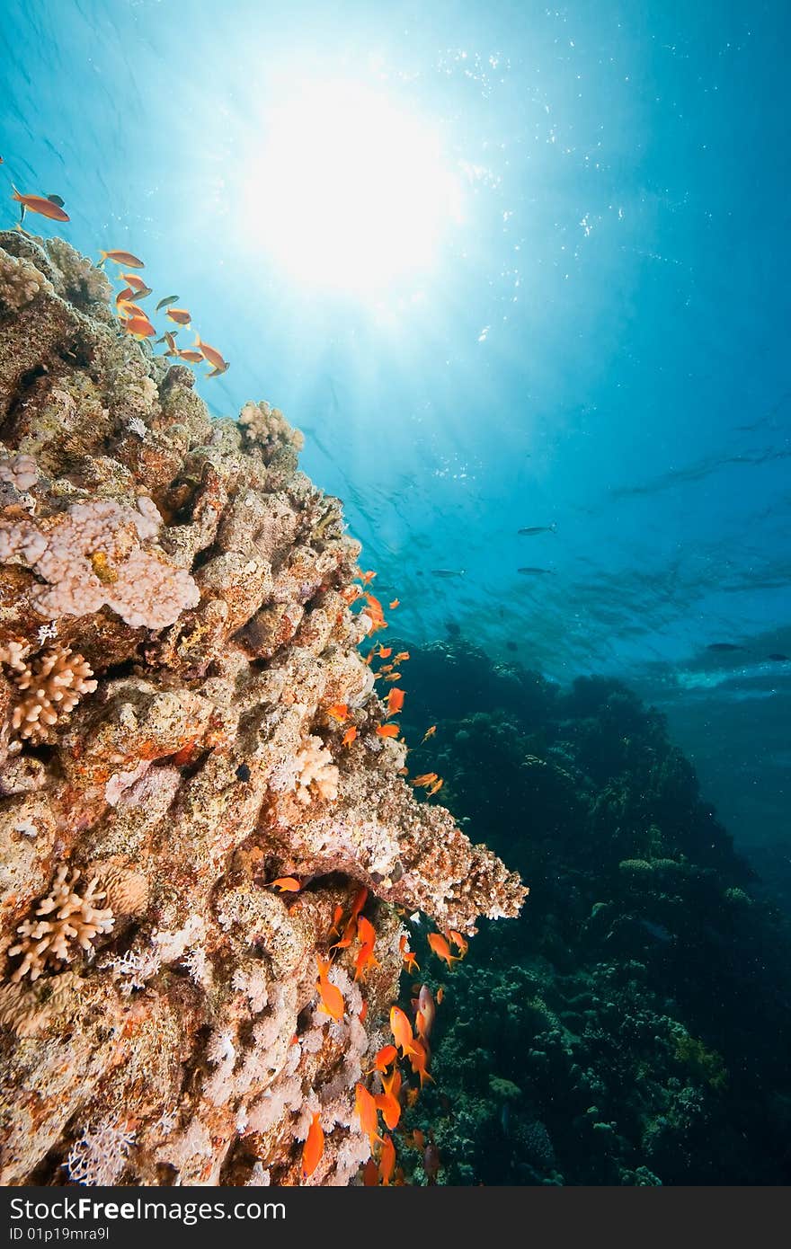 Ocean, fish and coral taken in the red sea.