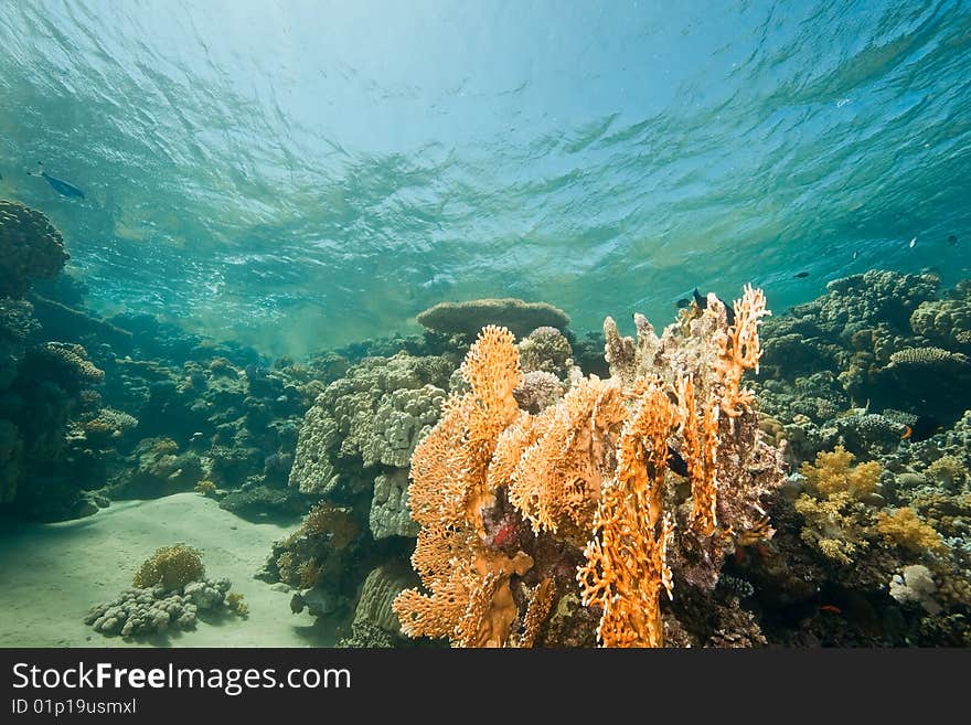 Ocean, fish and coral taken in the red sea.