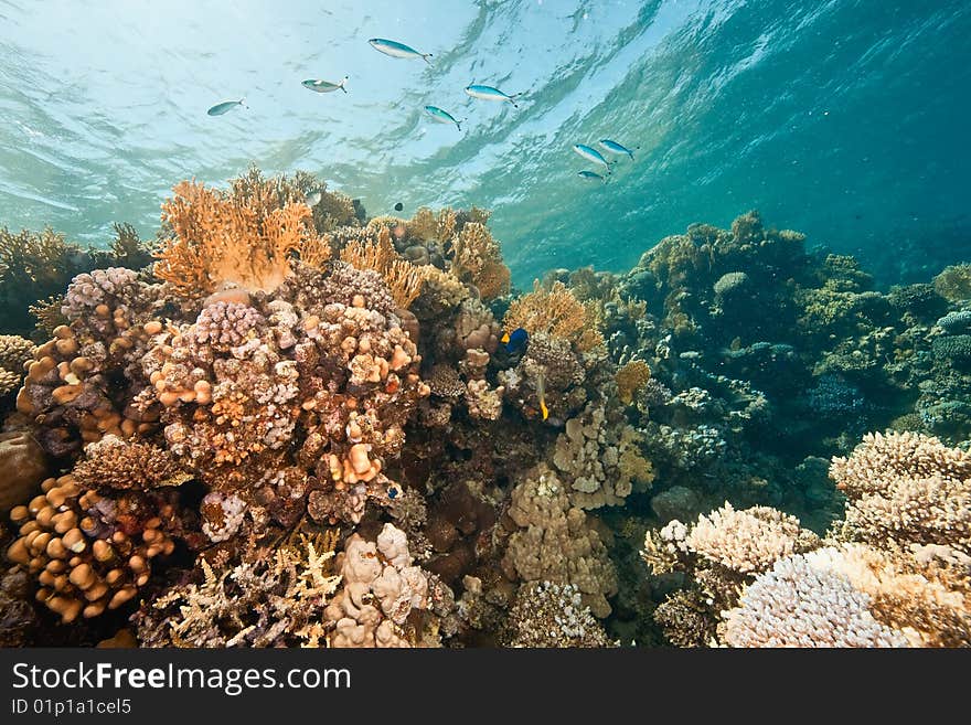 Ocean, fish and coral taken in the red sea.